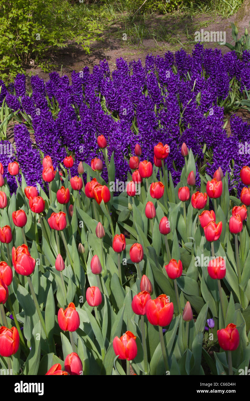 Garten-Szene im Keukenhof Gärten in Süd-Holland in den Niederlanden. Stockfoto