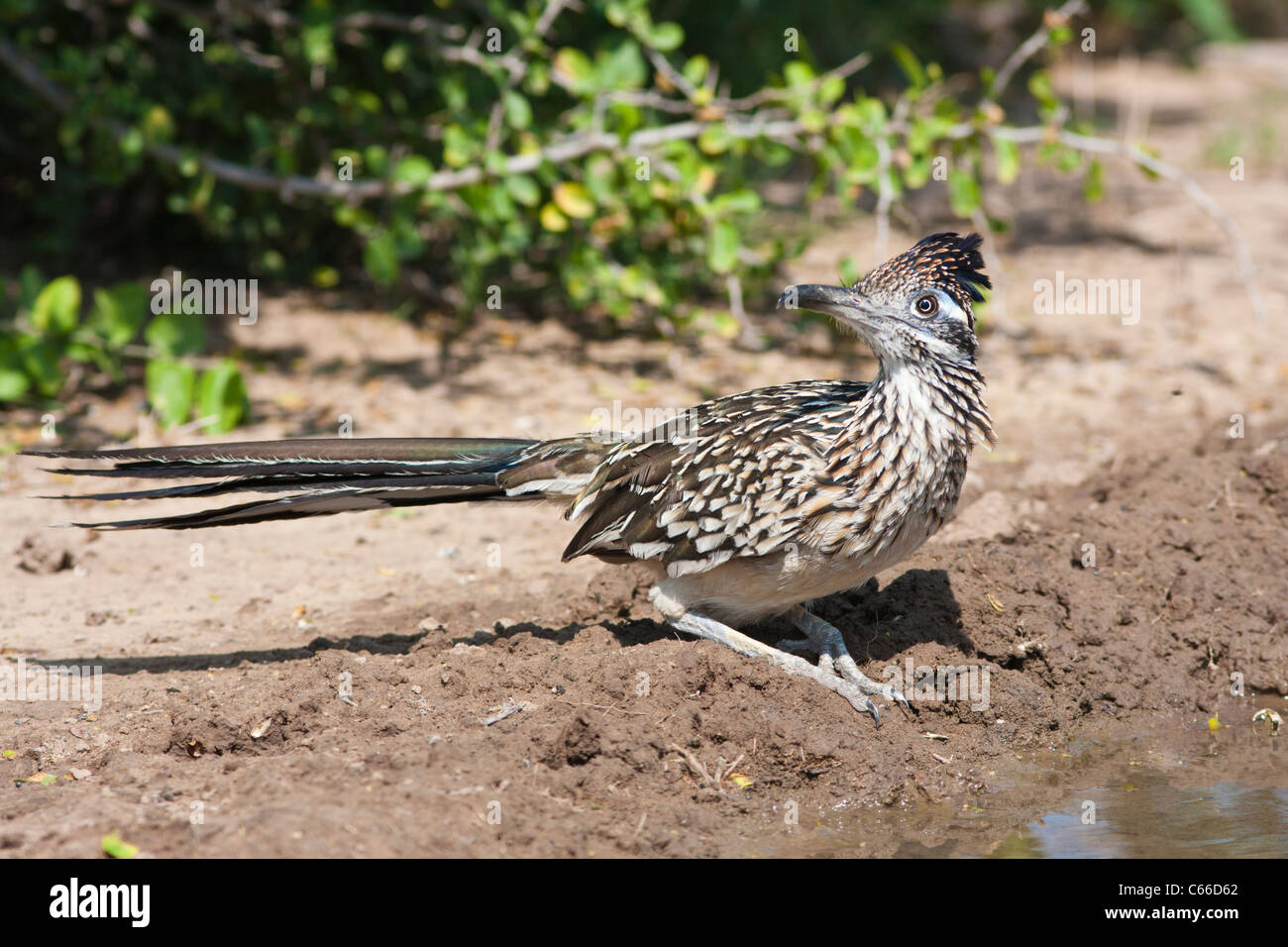 Greater Roadrunner, Geococcyx californianus, im Wildschutzgebiet Javelina-Martin in Süd-Texas. Stockfoto