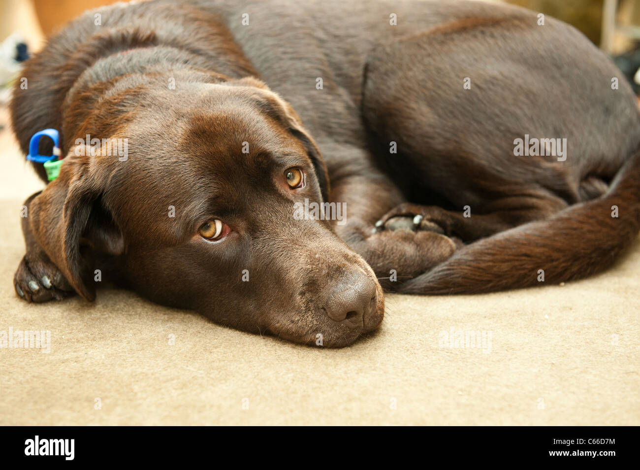 Brauner Labrador Retriever Hund zusammengerollt auf Teppich Stockfoto