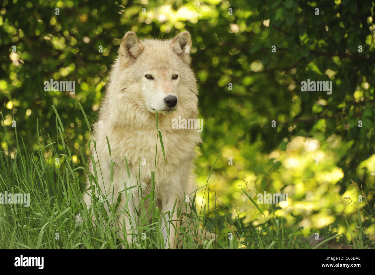 Arktischen Wolf Portrait Stockfoto