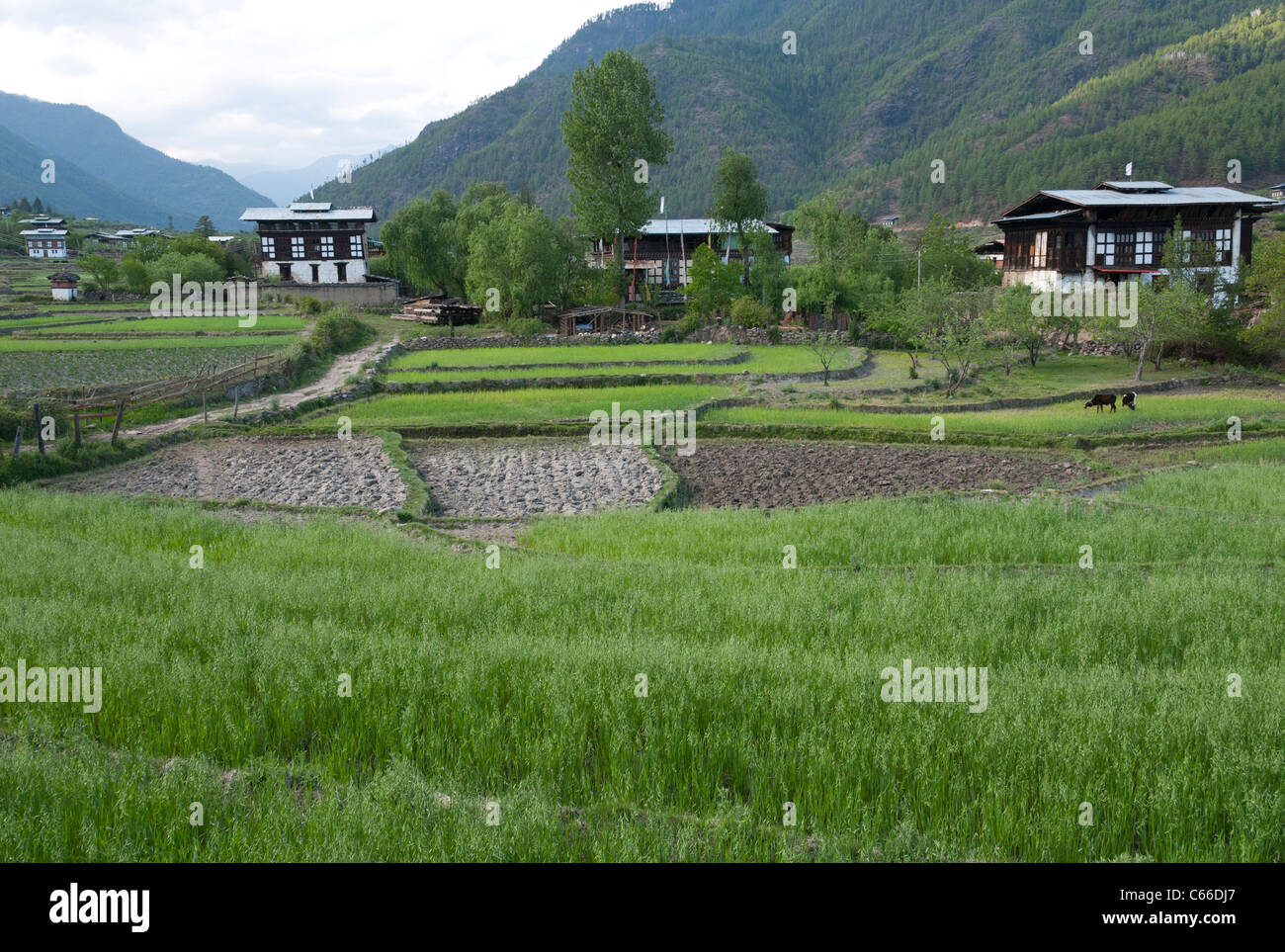 Landschaft mit Bergen im Paro-Tal bkgd. Landwirtschaft. Bhutan Stockfoto