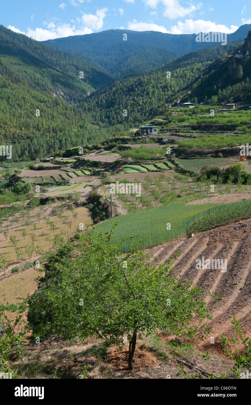 Gebjalum landwirtschaftliche Tal. Paro, Bhutan Stockfoto