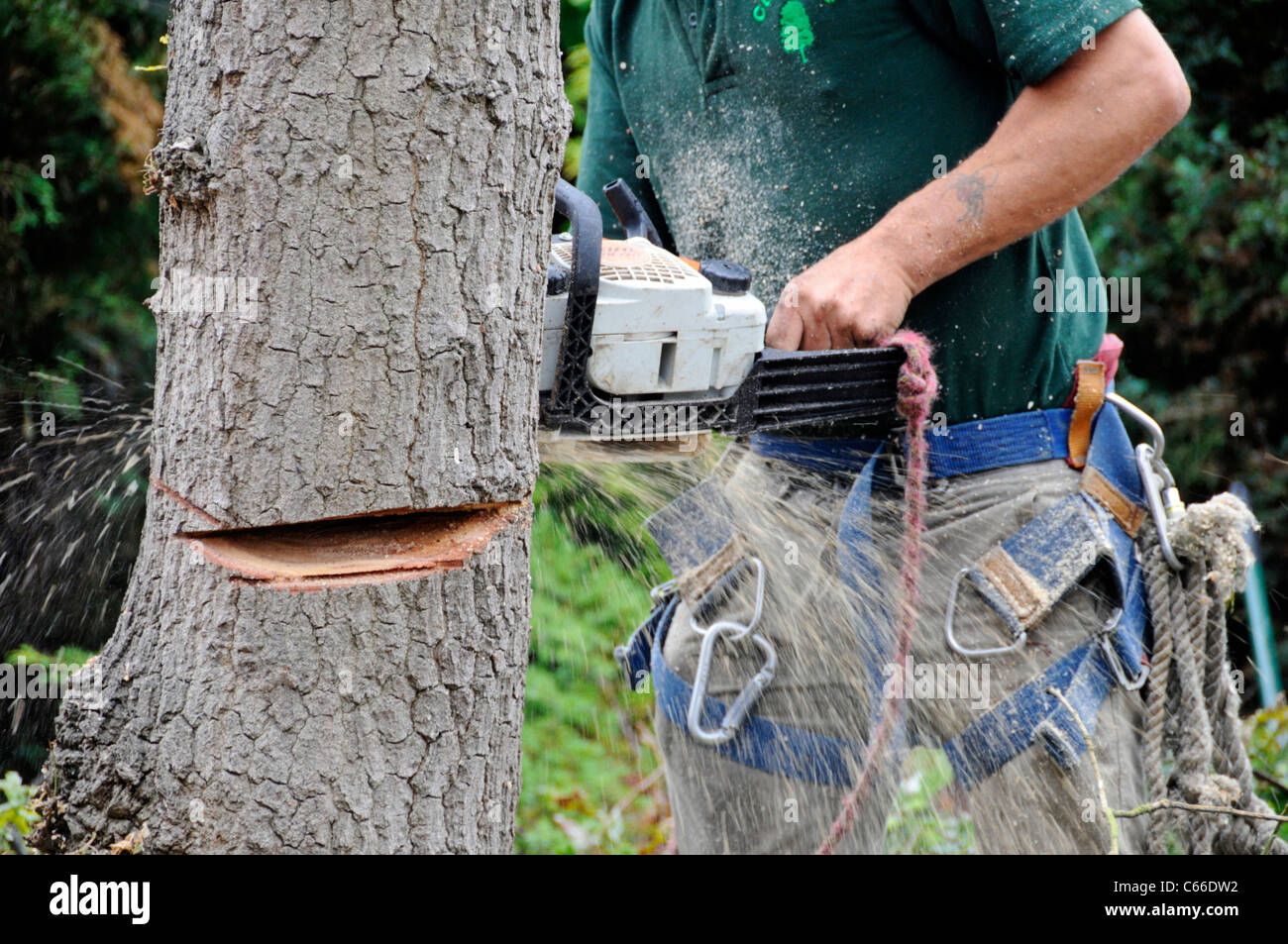 Close up Professionelle männlichen Baumzüchter Halten einer Hand statt Benzin- kette Maschine sah durch eine Eiche im Haus Garten vor England Großbritannien zu schneiden Stockfoto