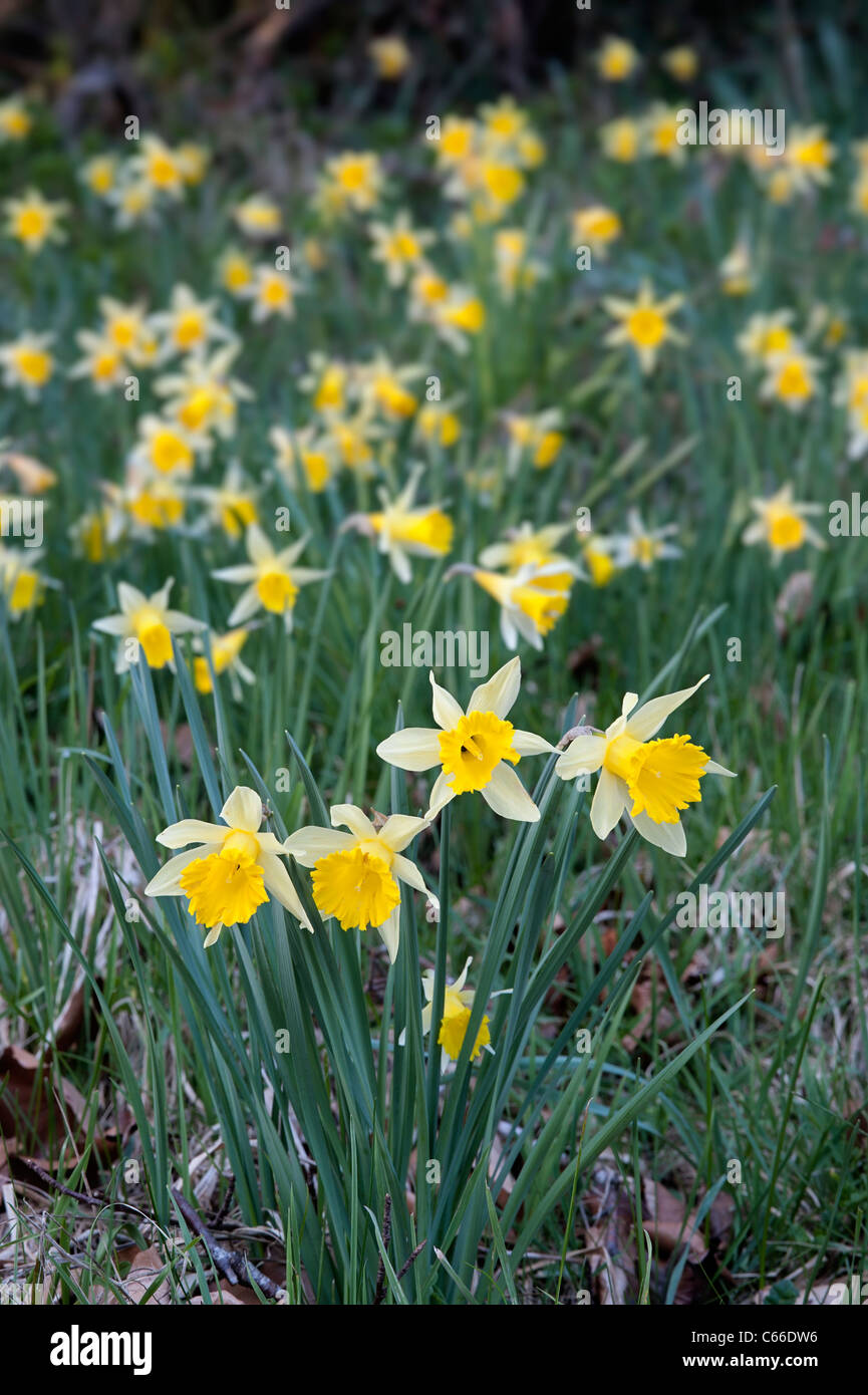 wilde Narzissen Narcissus Pseudonarcissus Ssp Pseudonarcissus in Blüte Stockfoto