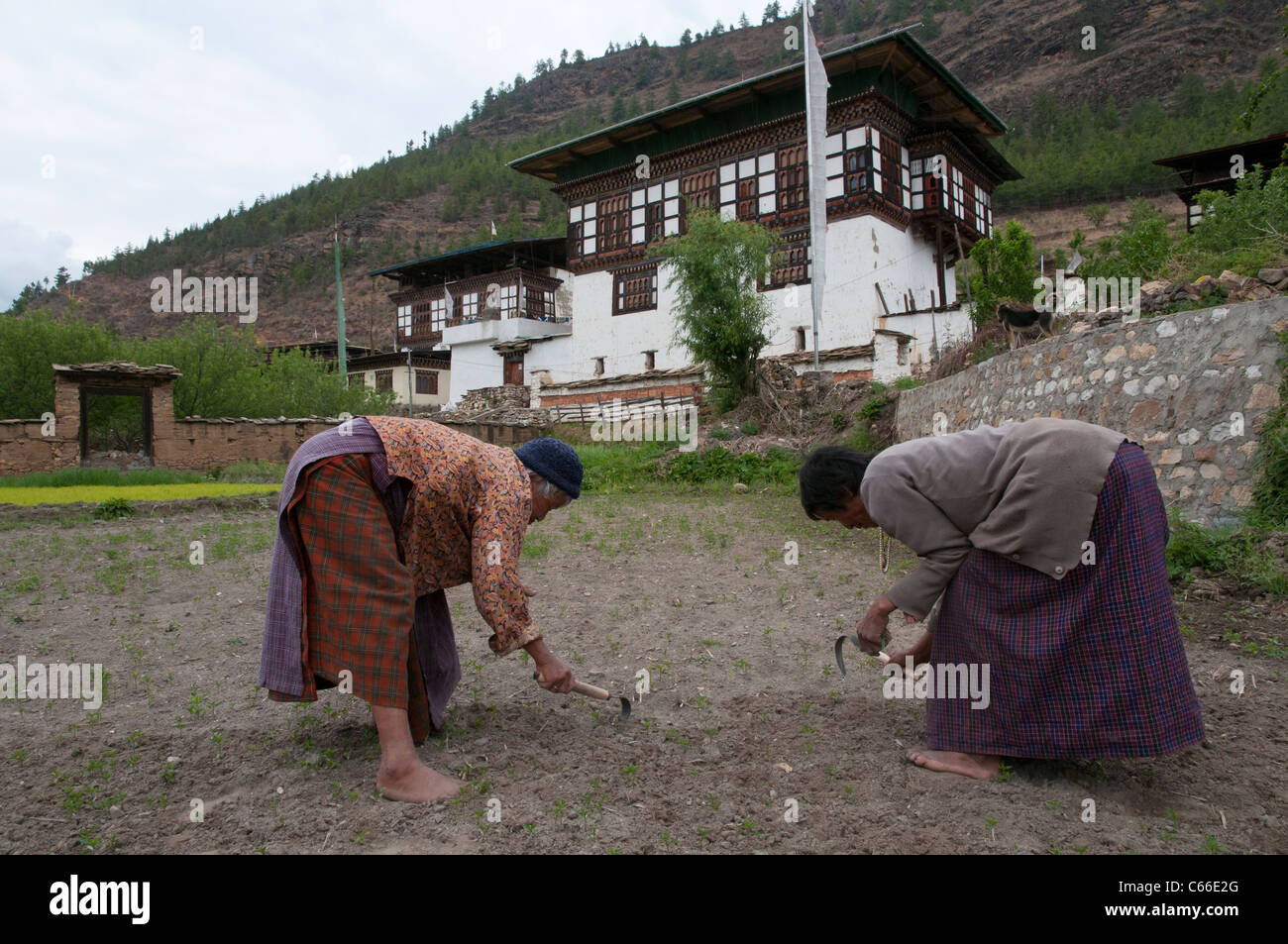 Ältere weibliche Landwirte arbeiten in ihrem Bereich. Paro. Bhutan Stockfoto