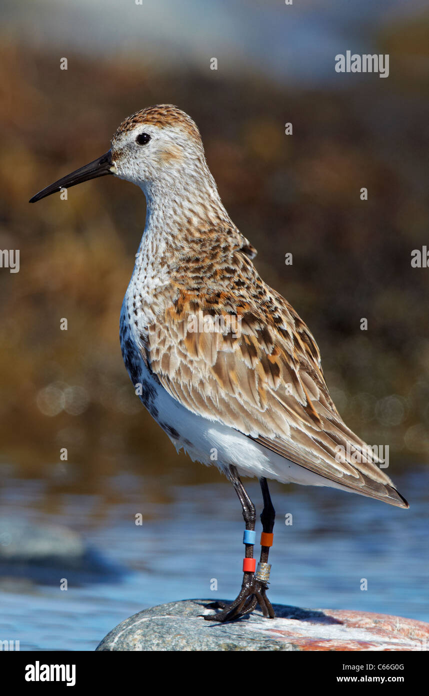 Alpenstrandläufer (Calidris Alpina Schinzii). Beringt, individuelle stehend auf einem Felsen. Stockfoto