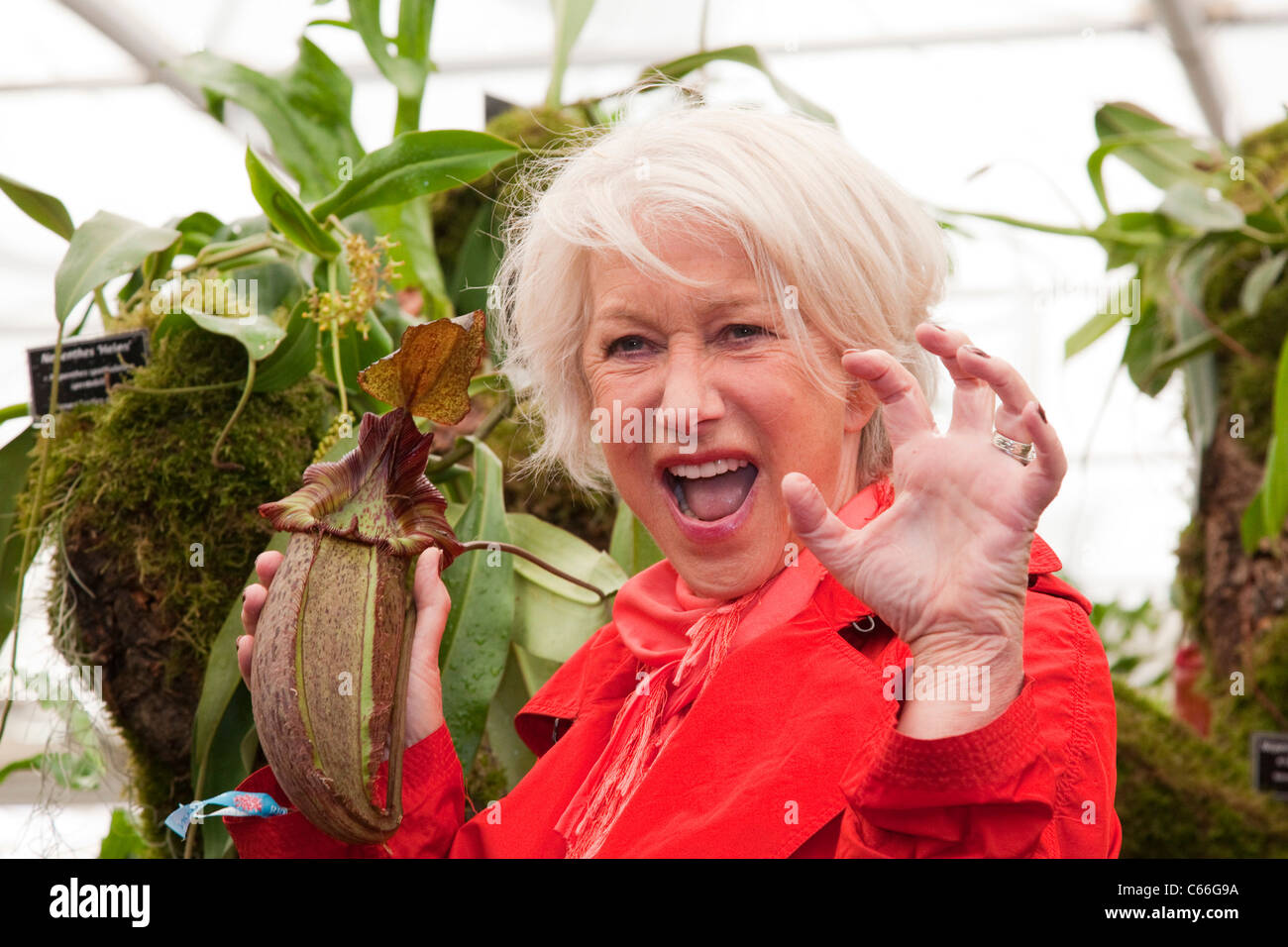 Chelsea Flower Show 2011, Dame Helen Mirren mit fleischfressenden Pflanzen "Helen", benannt nach ihr, Nepenthes "Helen" Stockfoto