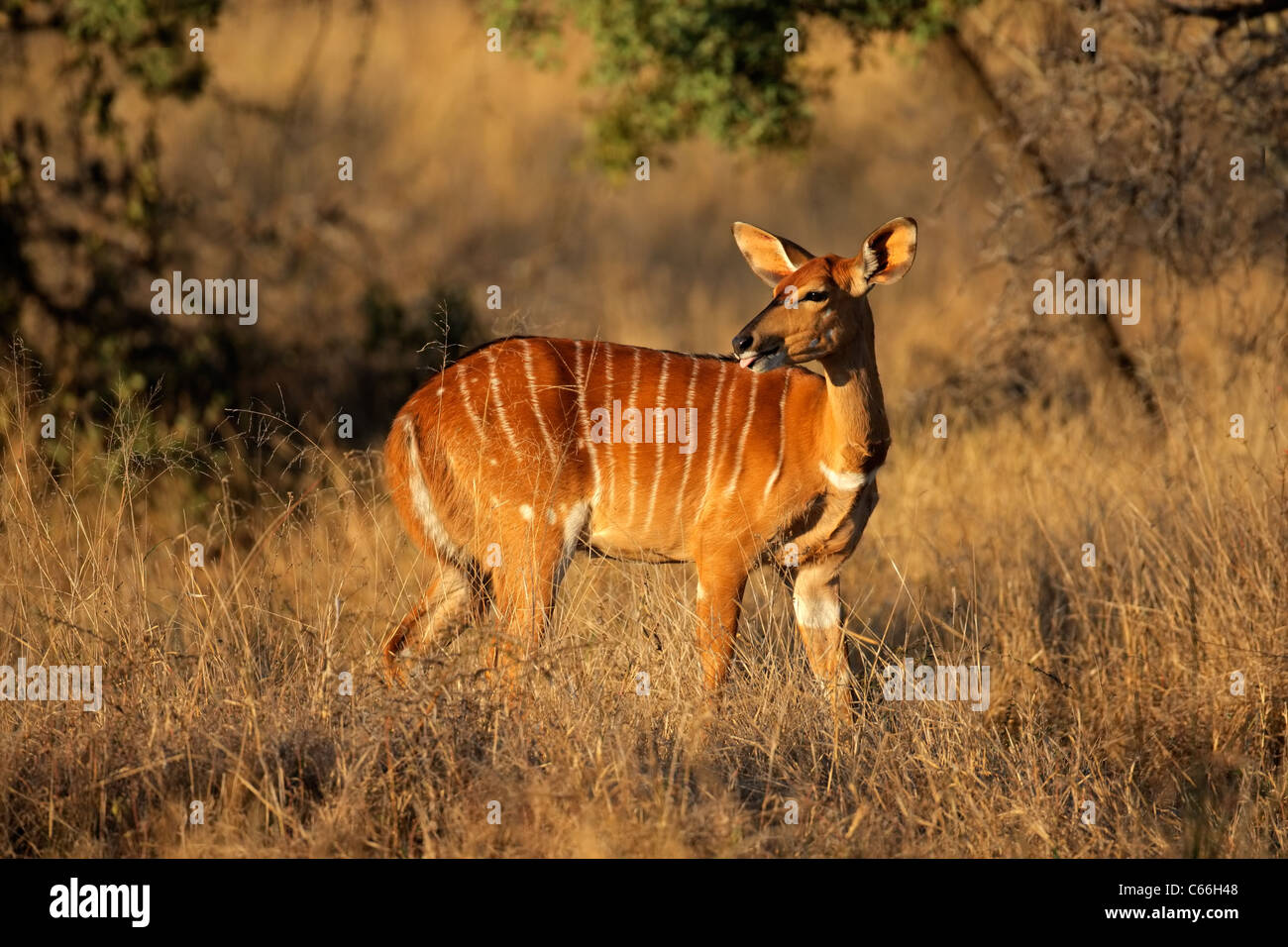 Weiblicher Nyala-Antilope (Tragelaphus Angasii), Südafrika Stockfoto