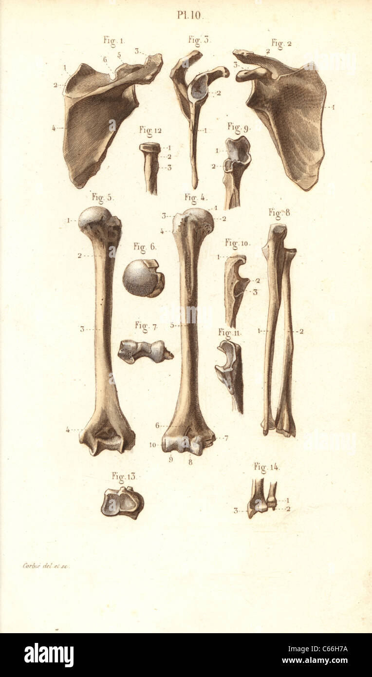 Klinge und Arm Knochen der Schulter: Schulterblatt (Scapula), Oberarmknochen, eitern, Radius und Ulna. Stockfoto