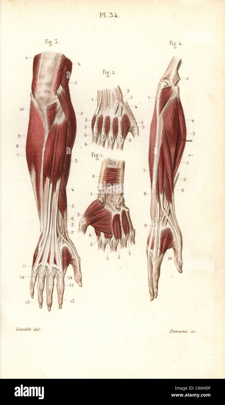 Muskeln und Sehnen des Unterarms und der Hand. Stockfoto