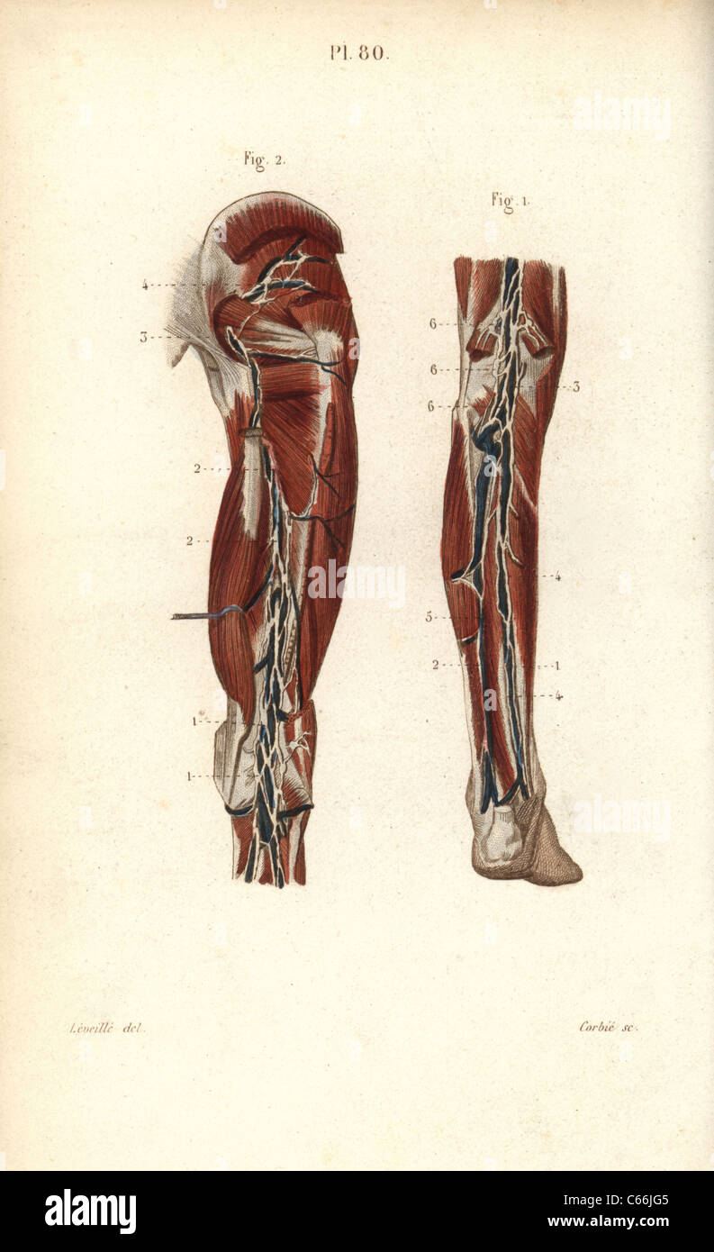 Lymphknoten und Gefäße tief in der Rückseite des Beines. Stockfoto
