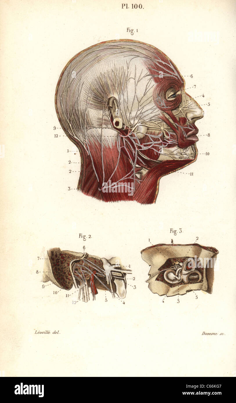 Gesichts- und auditive Nerven. Stockfoto
