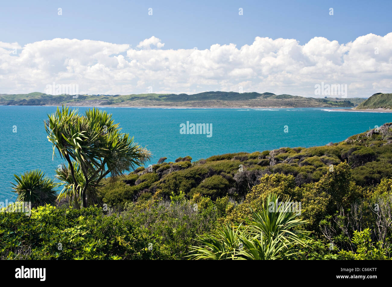 Das wunderschöne Türkis Tasman Meer bei Manu Bay in der Nähe von Raglan Waikato Nordinsel Neuseeland Stockfoto