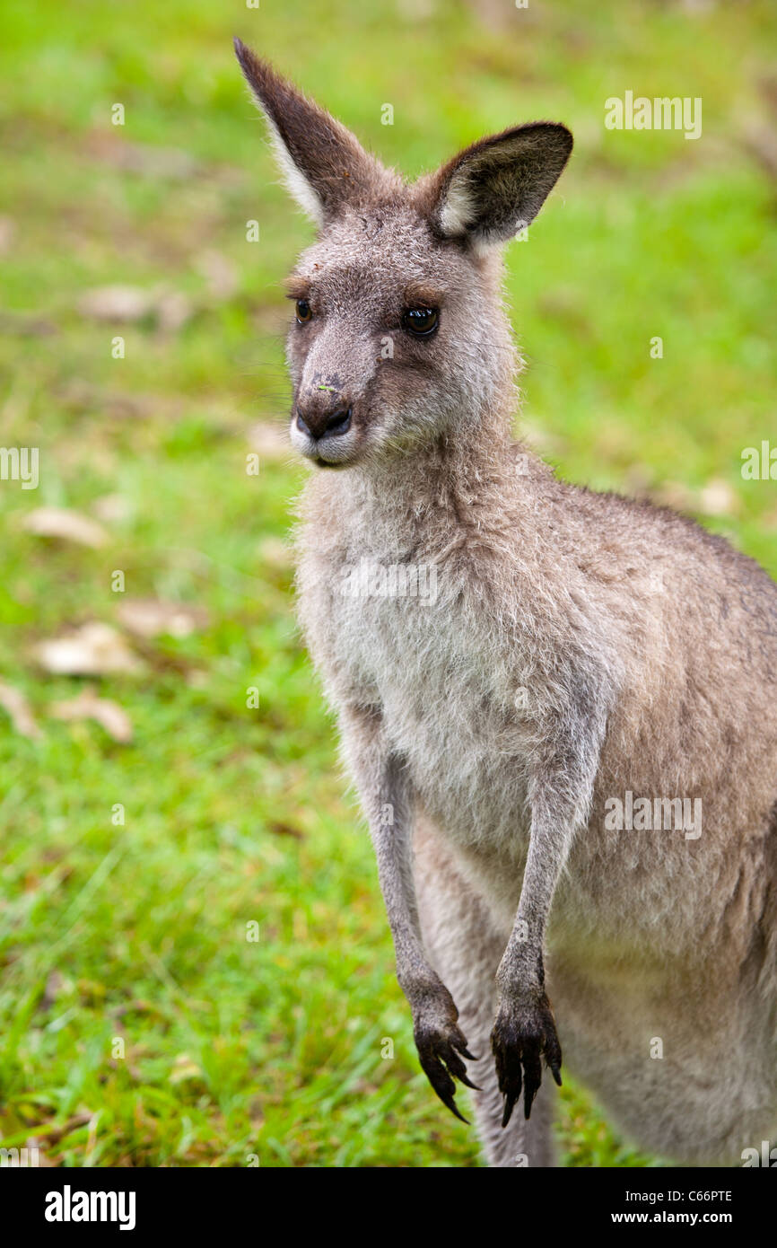 Schließen Sie eine australische Kängurus in der Natur Stockfoto