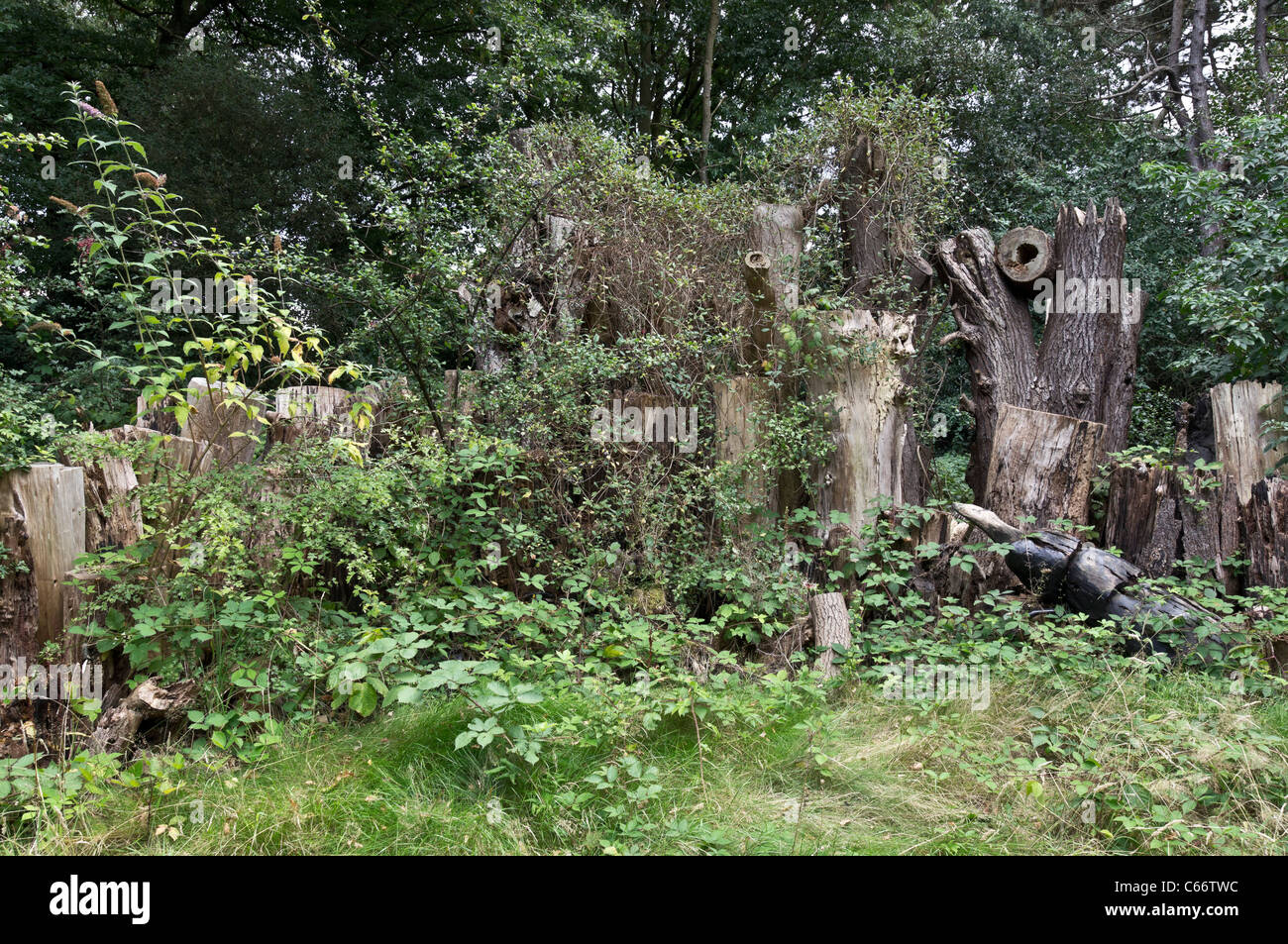 London, Kew Gardens, Royal Horticultural Society - Protokolle für Hirschkäfer Kolonie Fäulnis Stockfoto