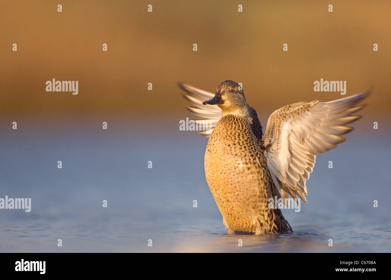 Petrol / Anas Vogelarten einer Erwachsenfrau trocknet ihre Flügel nach dem Baden. Norfolk, Großbritannien. Photographer.Andrew Parkinson Stockfoto