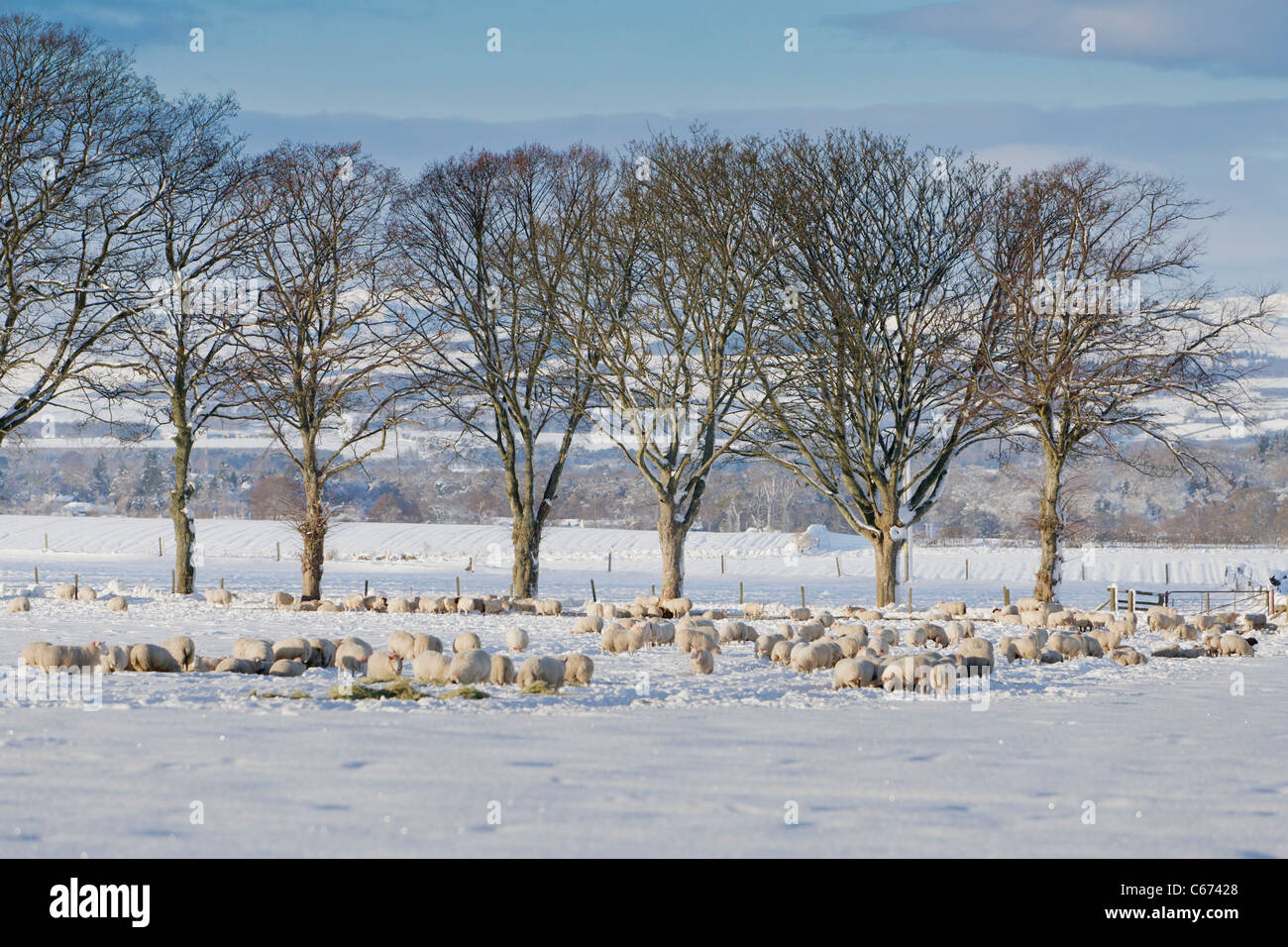 Winter-Szene in Perthshire Schottland - Schafe füttern während der Wintermonate Stockfoto