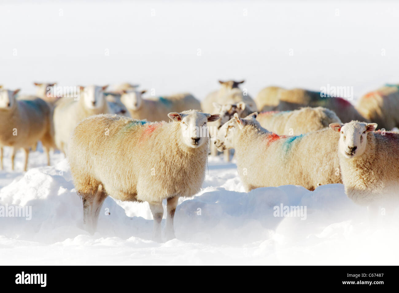 Winter-Szene in Perthshire Schottland - Schafe füttern während der Wintermonate Stockfoto