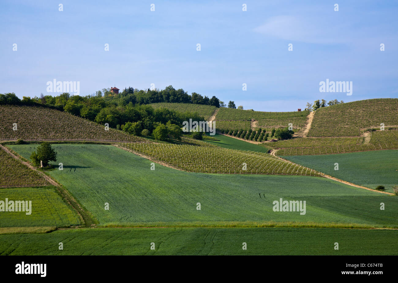 Italien, Piemont, Monferrato, Landschaft und Weinberg in Badoglio Bereich Stockfoto