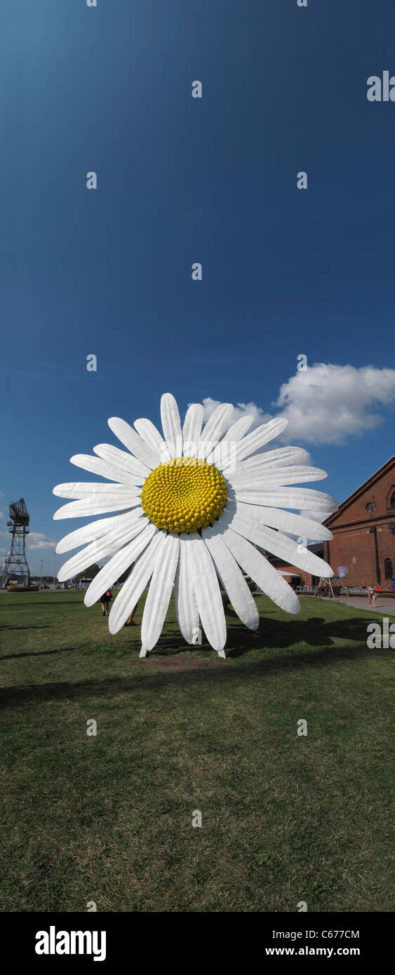 Skandinavien Finnland Turku europäische Kultur Stadt Daisy Blume verdrängen entlang Auro Stockfoto