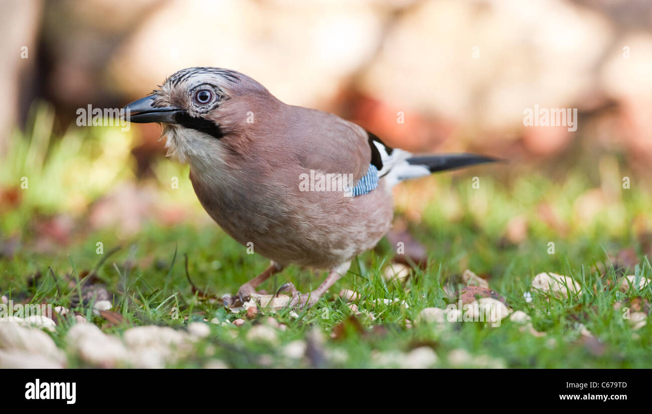 Jay Garrulus glandarius Stockfoto