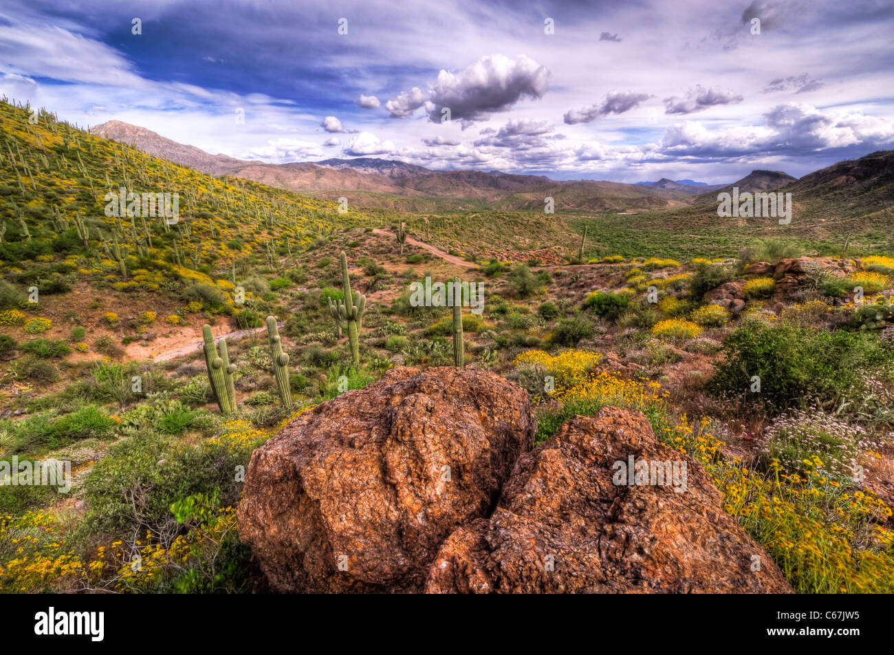 Die Sonora-Wüste erwacht nach Winterregen. Tonto National Forest. Arizona. Stockfoto