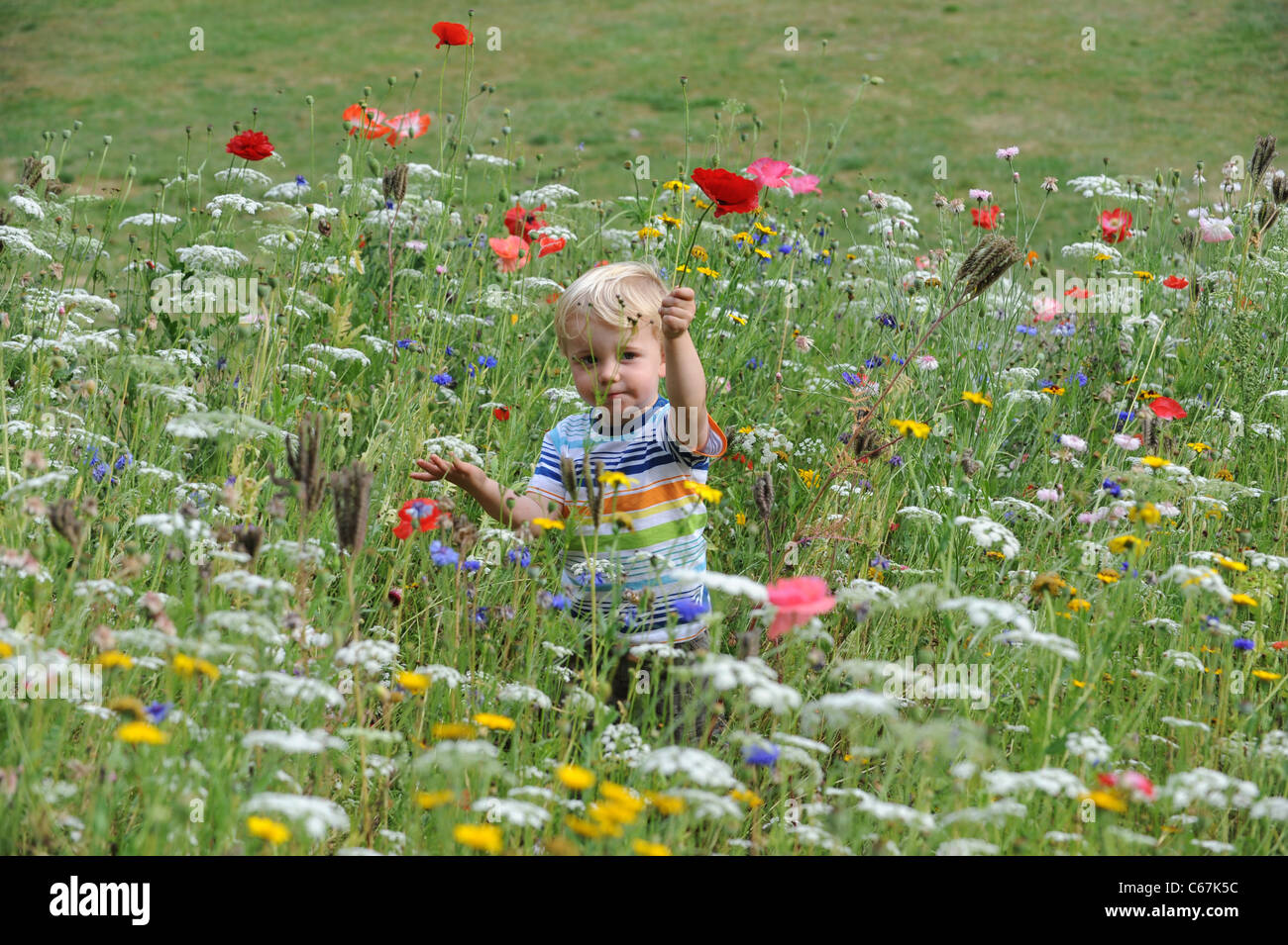 Kleiner Junge spielt in Wildblumenwiese Uk Stockfoto