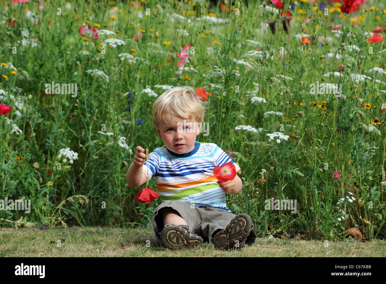 Kleiner Junge spielt in Wildblumenwiese Uk Stockfoto