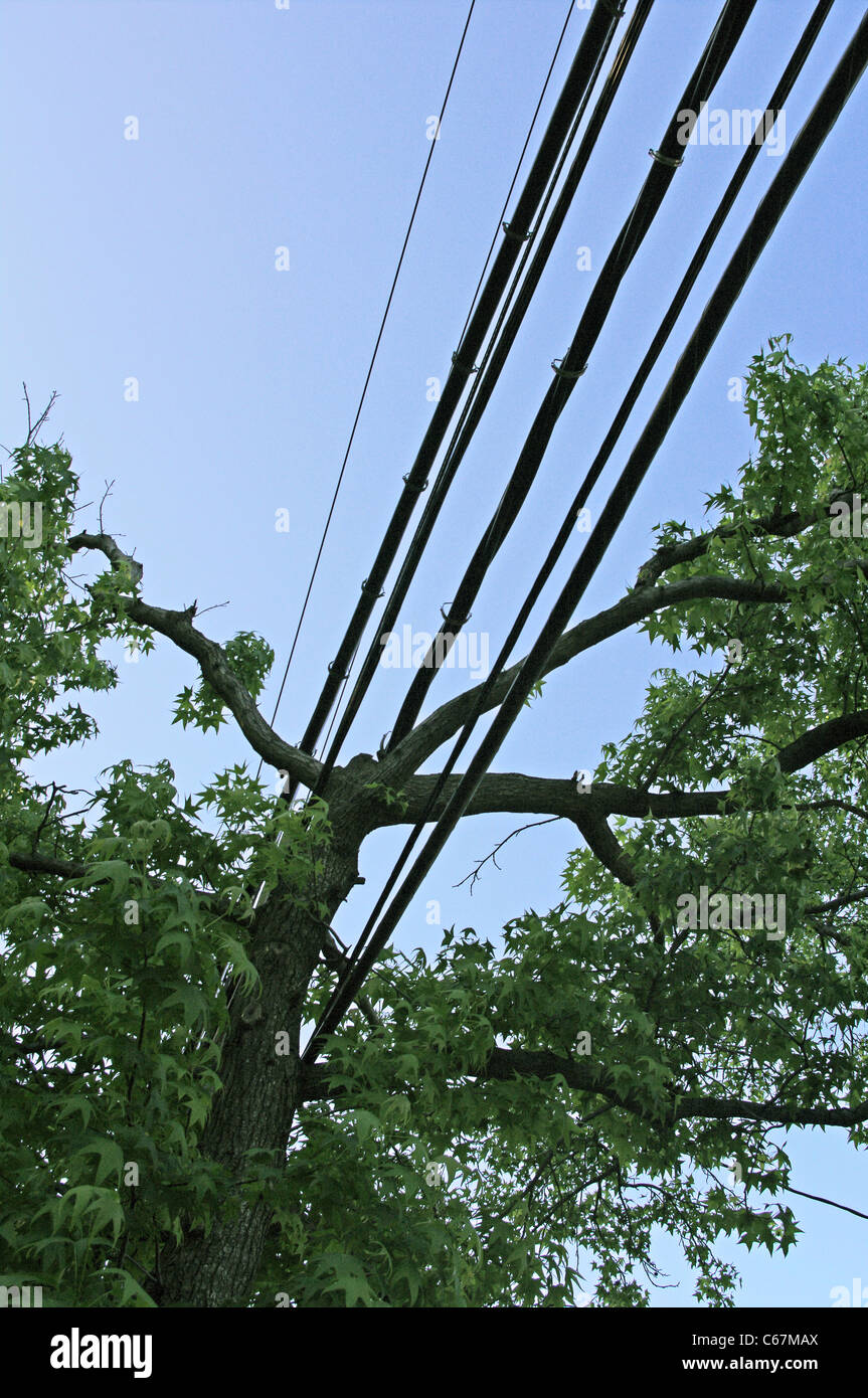 Sweetgum Baum (Liquidambar Styraciflua L.) beschnitten um Stromleitungen unterzubringen. Stockfoto