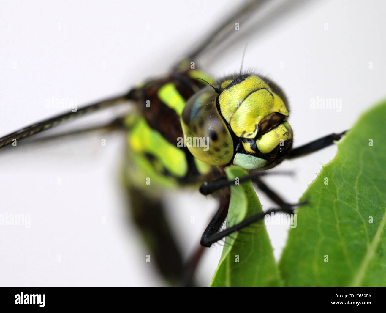 Nahaufnahme einer weiblichen südlichen Hawker-Libelle Stockfoto