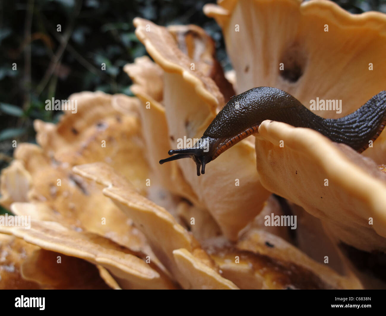 Eine europäische schwarze Schnecke (Arion Ater) durchqueren 'Chicken des Waldes' Pilze, Norfolk, England. Stockfoto