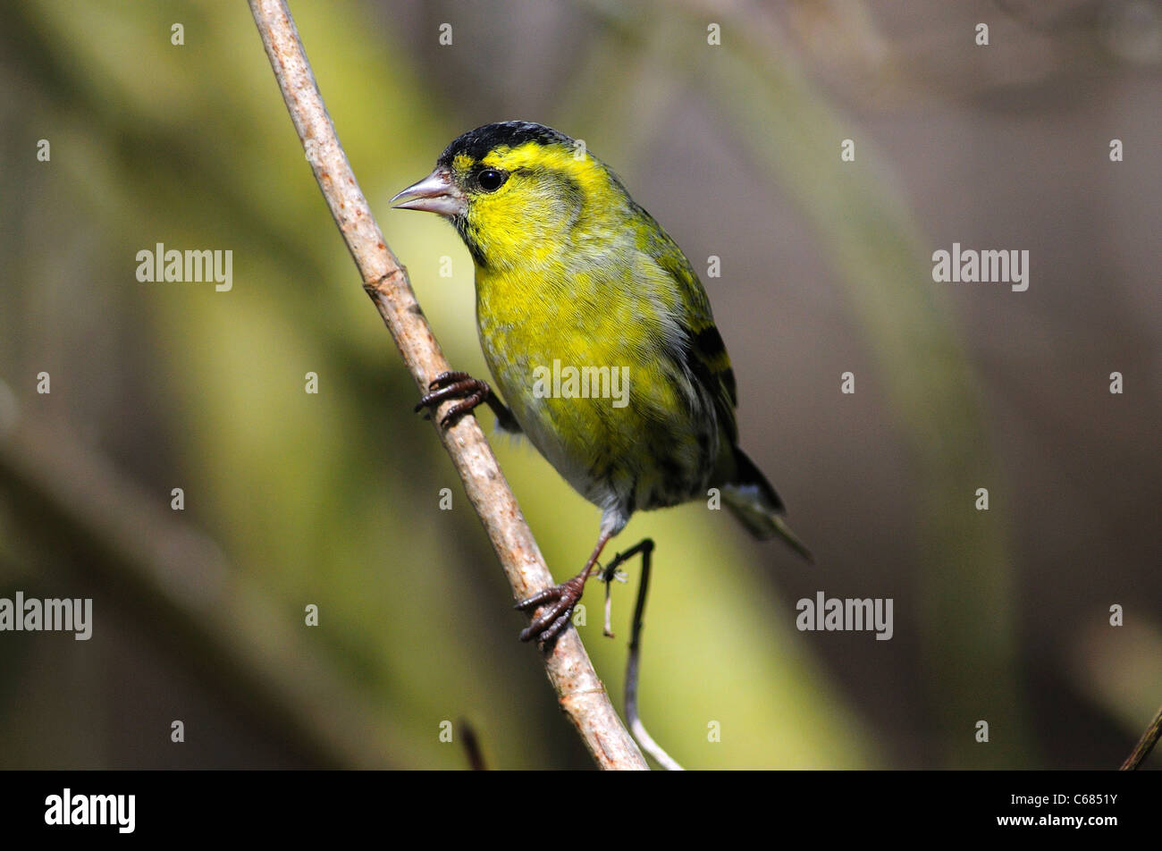 Männliche Erlenzeisig (Zuchtjahr Spinus) in Ruhe, Spätwinter UK Stockfoto