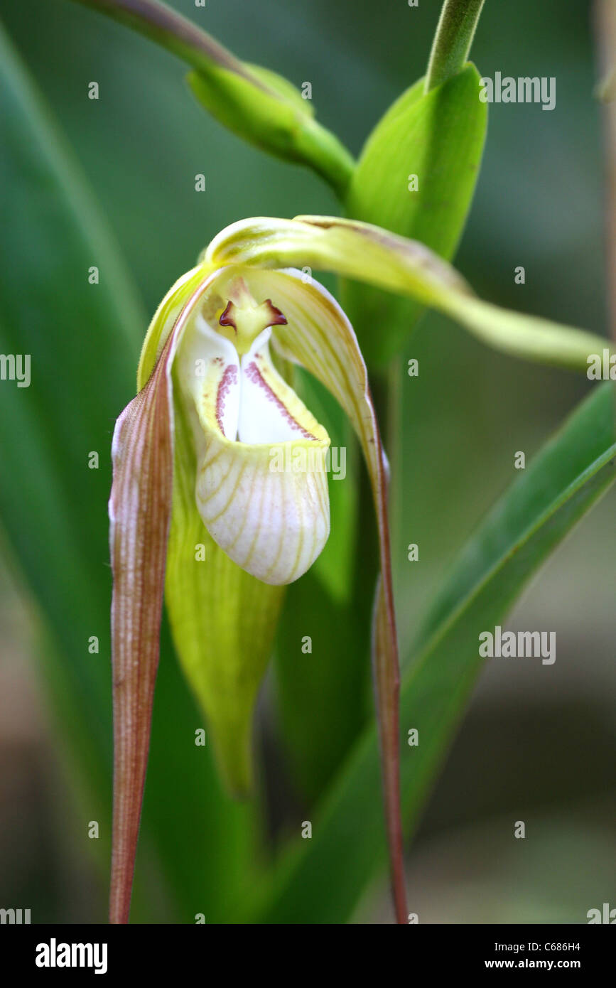 Orchidee benannt Zapatito De La Reina (Phragmipedium Caudatum) auch bekannt als Königin oder Ladys Slipper. Peru, Südamerika Stockfoto