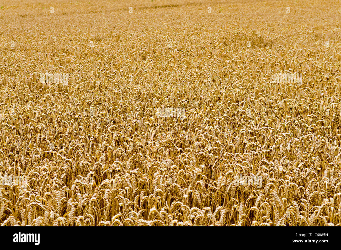 Weizenfeld Stockfoto