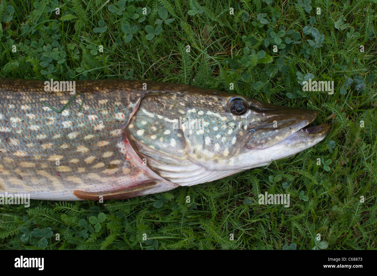 Hecht (Esox Lucius) Stockfoto