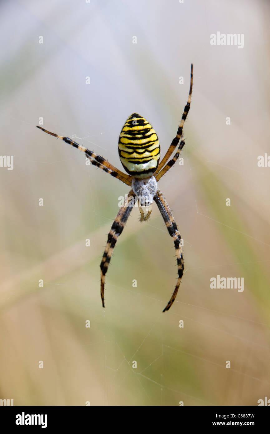 Wasp Spider (Argiope Bruennichi), Essex, UK, Sommer Stockfoto