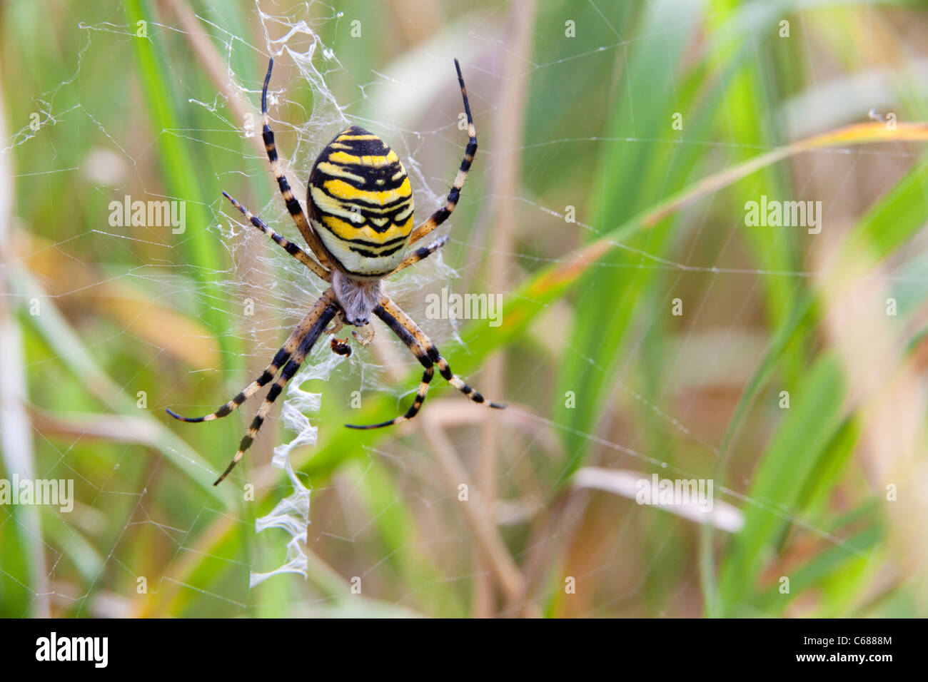 Wasp Spider Argiope Bruennichi zeigen Zick-Zack-Stabilimentum gewebt in Web, Essex, UK, Sommer Stockfoto