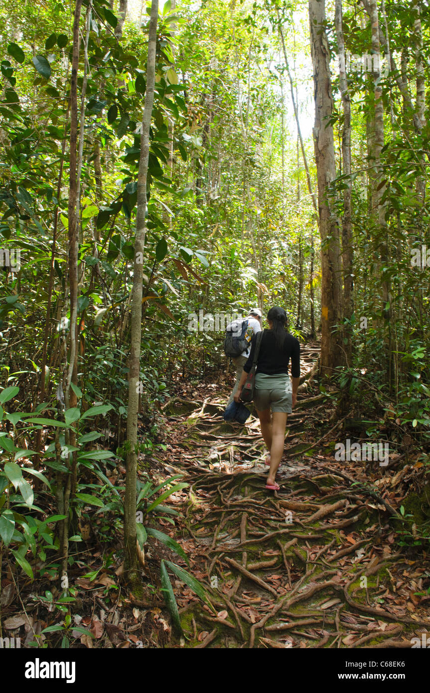 Dschungel-trekking im Bako Nationalpark in Sarawak, Borneo, Malaysia Stockfoto