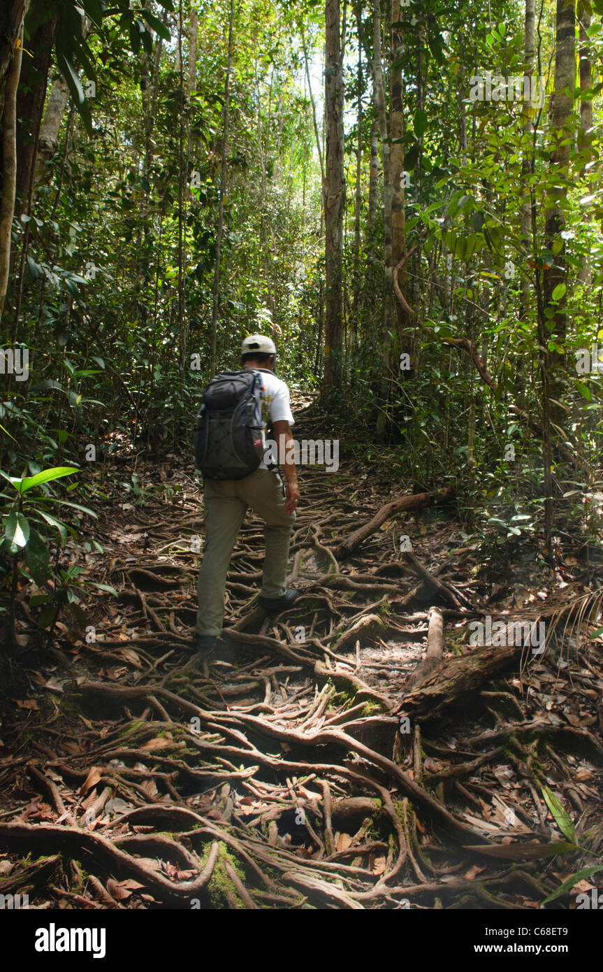 Dschungel-trekking im Bako Nationalpark in Sarawak, Borneo, Malaysia Stockfoto