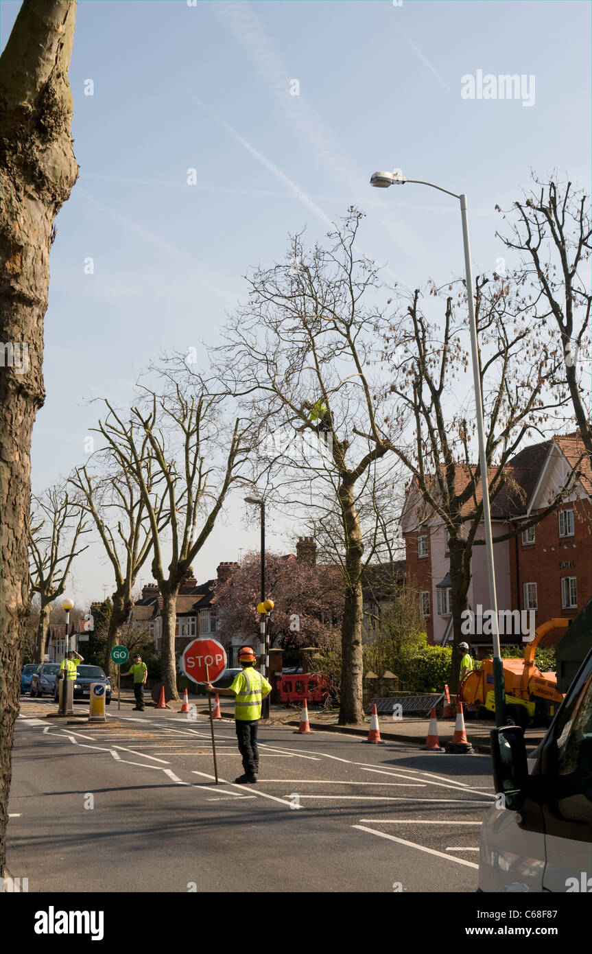 Arbeiter zu stoppen den Verkehr in Main Road, Romford während ein Kollege im Rahmen einer Beschneidung Äste von einem Baum abschneidet. Stockfoto