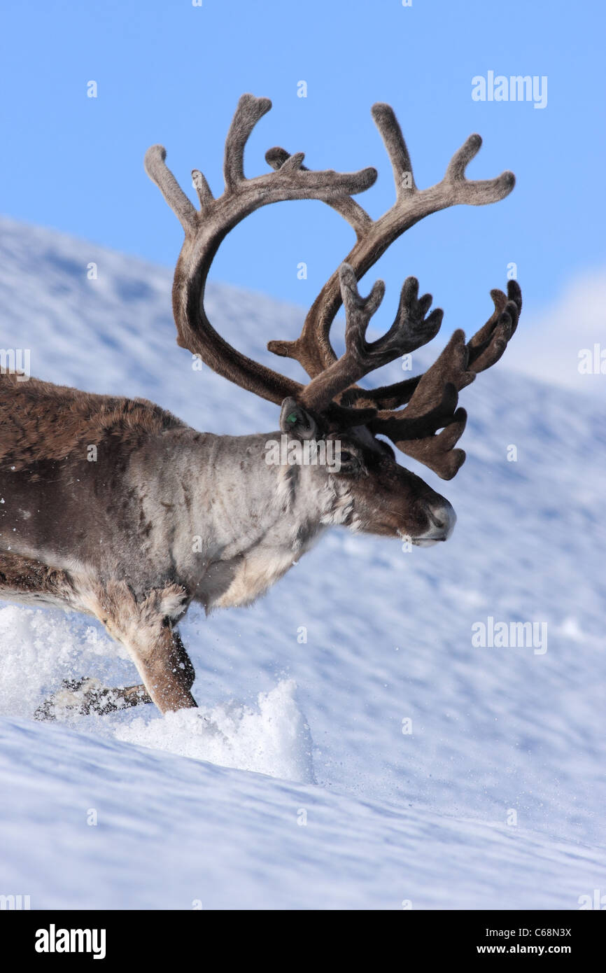 Männlichen Rentier mit großen Horn laufen im Schnee Stockfoto