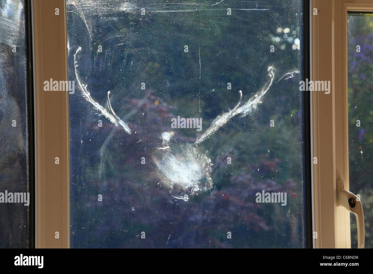 Vogel mark Gliederung in Form einer Ringeltaube Columba palumbus haben und in ein Glas Fenster von innen gesehen geflogen. Großbritannien, Großbritannien. Stockfoto