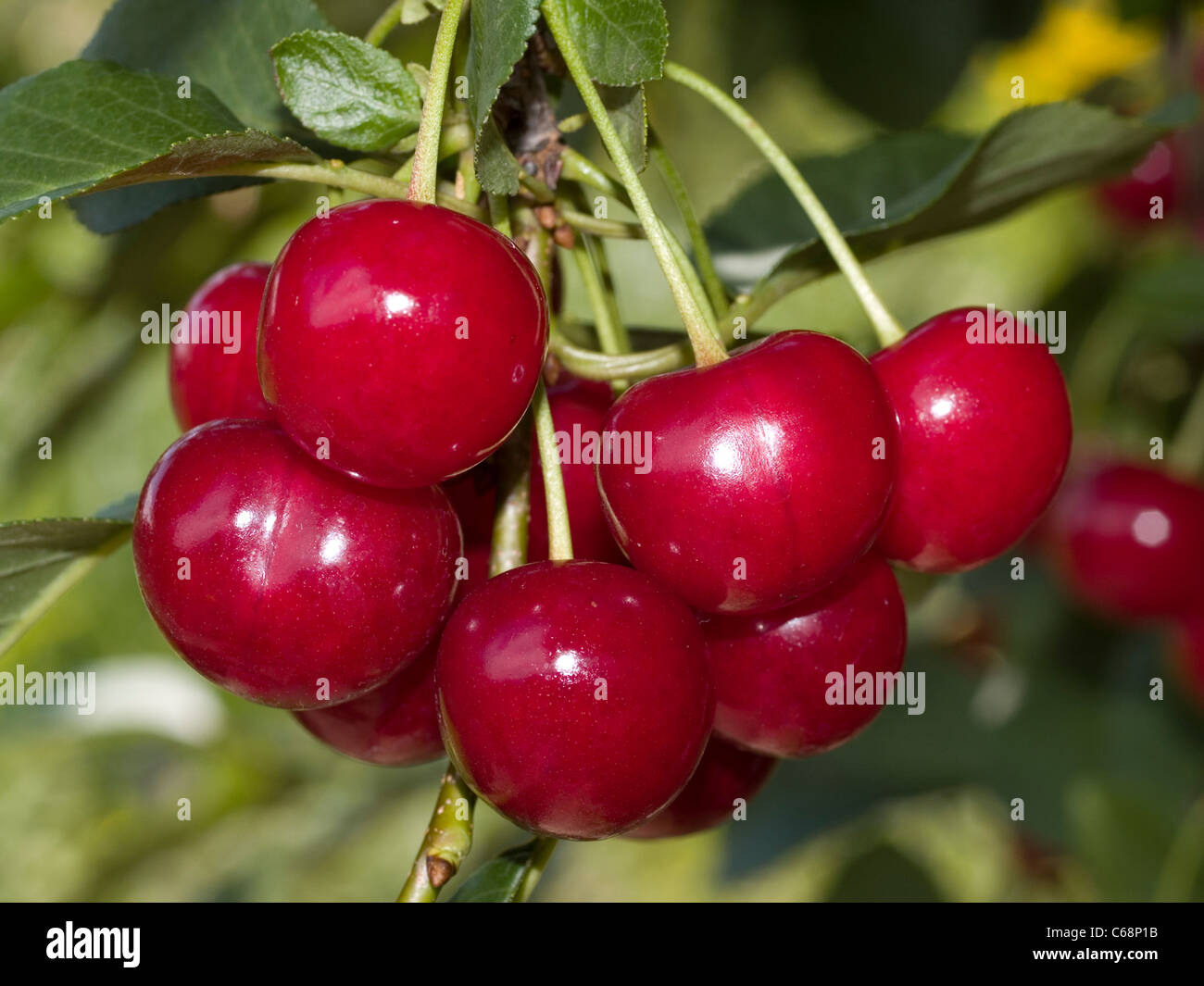 Sauerkirschen Hängen bin Baum | Sauerkirschen am Baum hängen Stockfoto