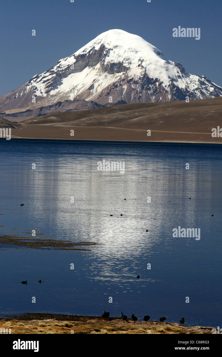 Tagua tagua Fotos und Bildmaterial in hoher Auflösung Seite 2 Alamy