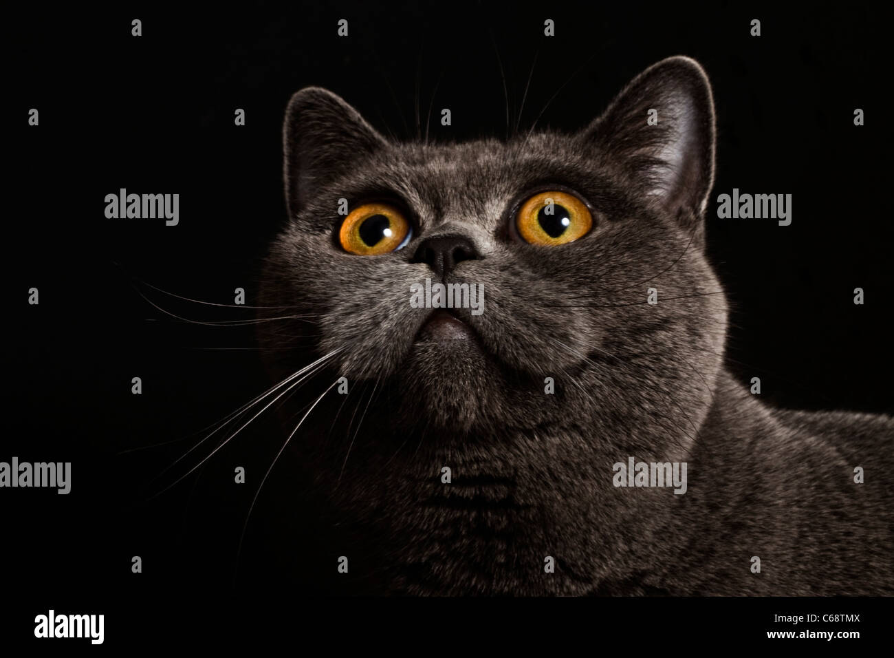 graue britische Katze mit gelben Augen auf schwarzem Hintergrund Stockfoto