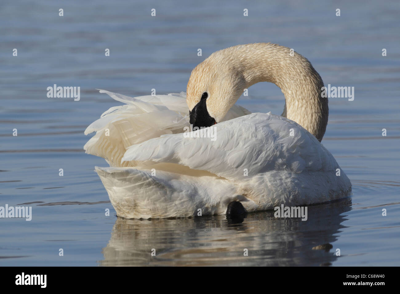 Trompeter Schwan (Cygnus Buccinator) Stockfoto Trompeter Schwan (Cygnus Buccinator) Stockfoto