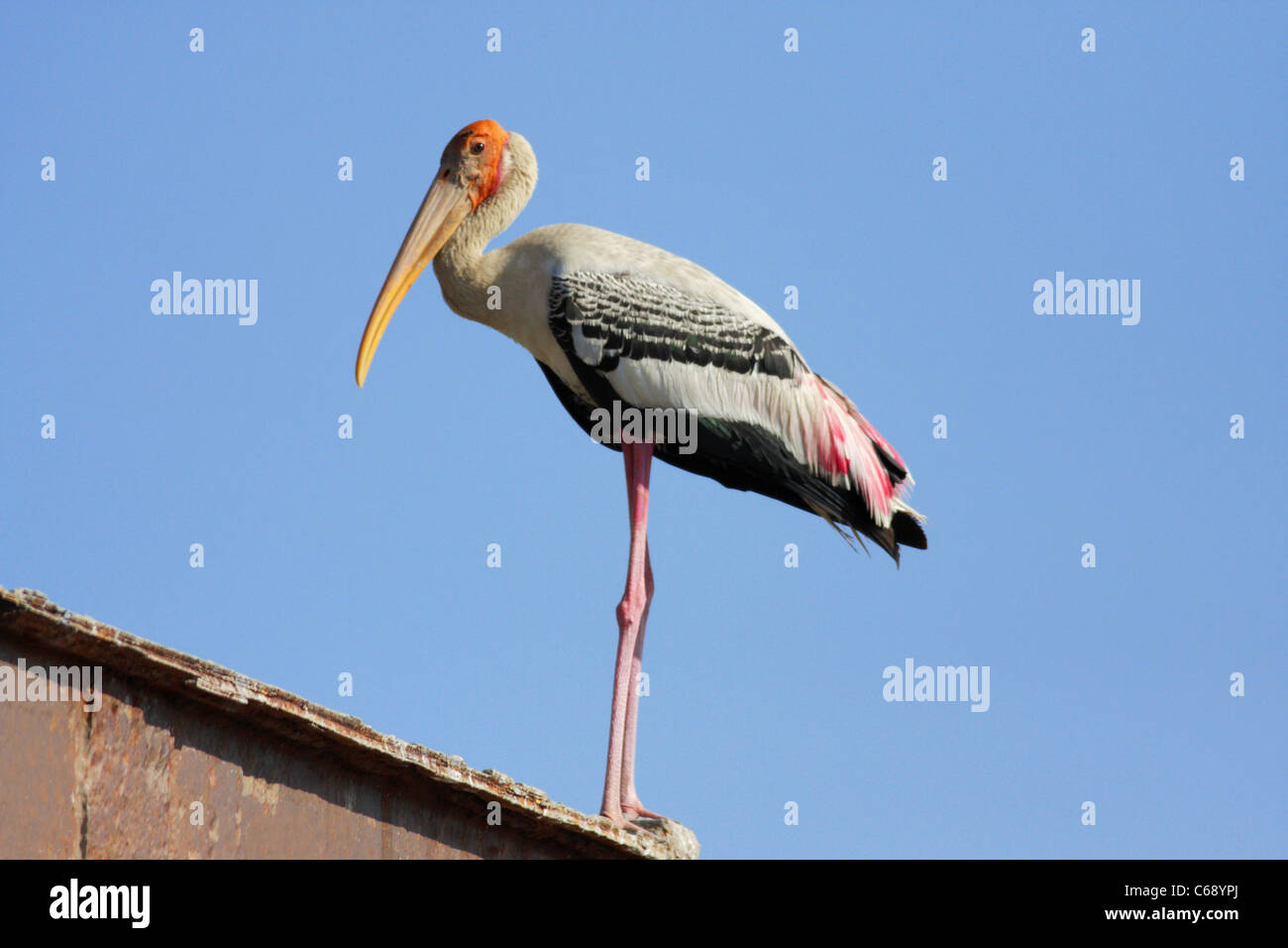 Bemalte Storch (Mycteria Leucocephala) auf Barsch. At, Charakla Salinen, in der Nähe von Dwarka, Gujarat Stockfoto