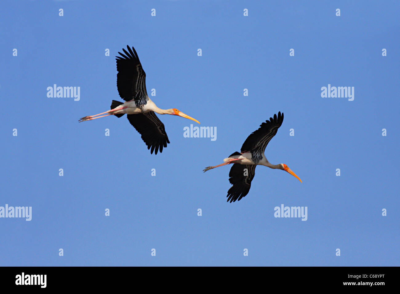 Bemalte Störche (Mycteria Leucocephala) im Flug. At, Charakla Salinen, in der Nähe von Dwarka, Gujarat. Stockfoto