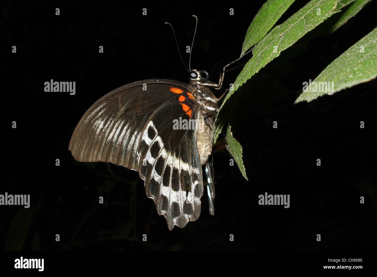 BLAUE MORMONE Schmetterling Papilio Polymnestor Papilionidae: Schwalbenschwänze Stockfoto