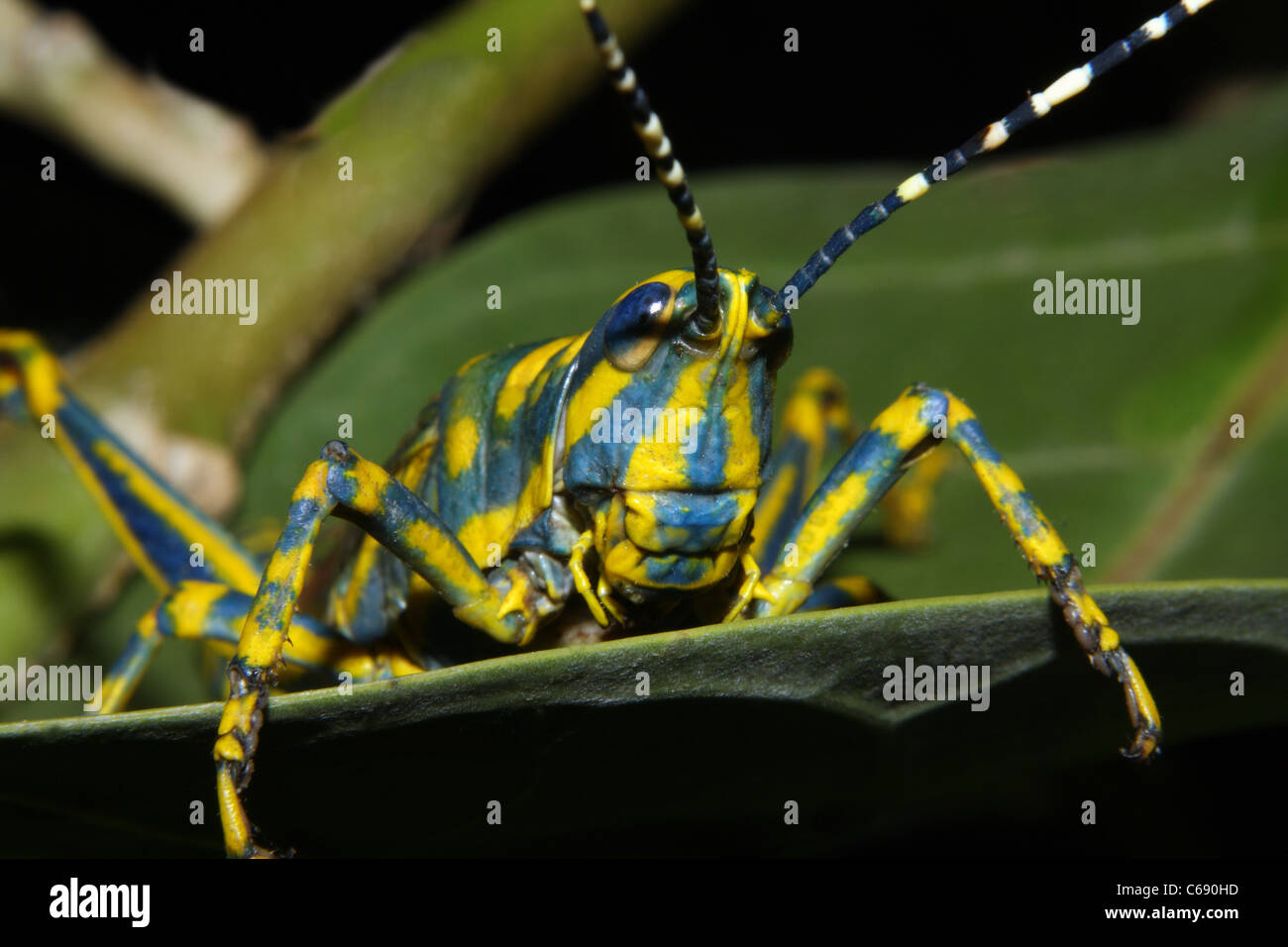 Eine bemalte Heuschrecke Poekilocerus Pictus auf einem Baum Stockfoto